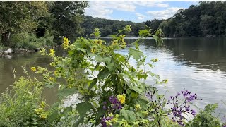 Walking Trail Sequoyah Park lake view Knoxville TN