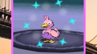 Live Shiny Ducklett on Driftveil Drawbridge after 4826 Encounters!!