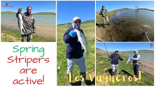 Spring Stripers are Super Active| Los Vaqueros Fishing.