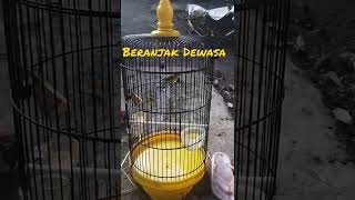 Kecial Kuning beranjak dewasa