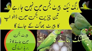 ringneck parrot ki nesting banane ka tarika / ringneck information / Urdu Hindi