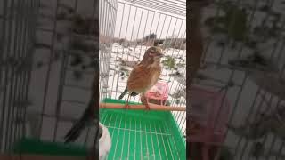 Canto Pardilo salvatico, linotte, linnet, fanello, تفاحي