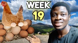 First eggs at Week 19 | chicken farming | egg farming | layers farming.