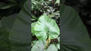 Alocasia alba#alocasiaalba #alocasia #aroid #plantbased