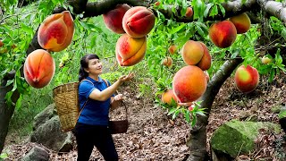 How to Harvest Peach, Goes To The Market Sell - Harvesting and Cooking | Tieu Vy Daily Life