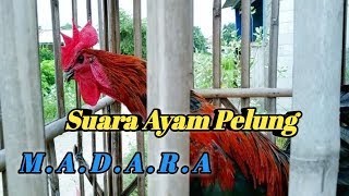 SUARA AYAM PELUNG | KEADAAN BULU NYULAM MASIH TETAP JOS