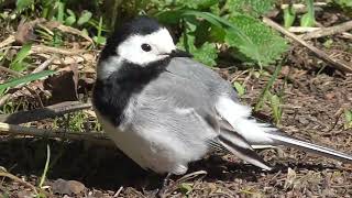 Белая трясогузка прихорашивается.  White Wagtail.