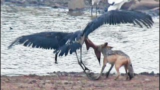 The Jackal Attacked The Stork  Here's What Happened Next