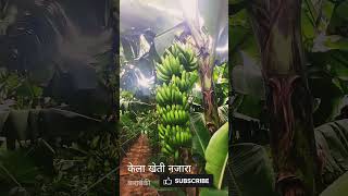 Banana Farming: यूपी में केला उत्पादन 70 फीसदी बढ़ा #bananafarming