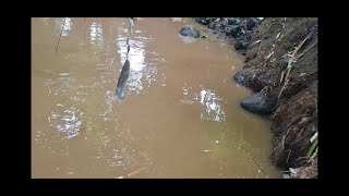 Mancing ikan lele di air keruh