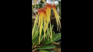 Bulbophyllum makoianum e hirundinis - Pierantonio Rossetti, in arte "Moana"