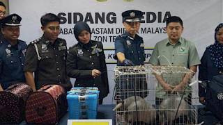 Shocking Animal Smuggling Attempts Caught at the Airport!