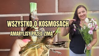 Kosmosy w ogrodzie, amarylisy przed zimą. Wrzesień rozpoczyna się w ogrodzie pełnym kwiatów.