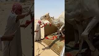 Two Camels in Truck, Angry Camels are very Dangerous