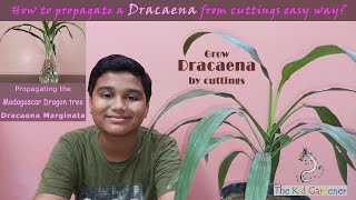 Dracaena Marginata - Propagate Madagascar dragon tree | How to grow Dracaena from cuttings easily