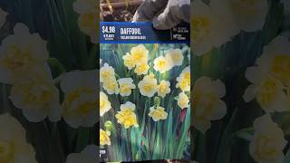 #Daffodil #YellowCheerfulness #FallPlanting #PlantingFallBulbs ￼