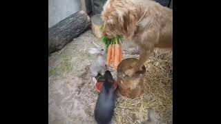 Dog feeds carrots to rabbits