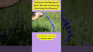 How to Grow Cornflowers: Tips for Successful Cultivation || Modern Kheti