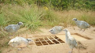 Build underground quail bird trap make frond board & deep hole - Easy quail bird trap