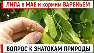 ЛИПА в МАЕ и достаем ВАРЕНЬЕ! ВОПРОС к ЗНАТОКАМ ПРИРОДЫ.