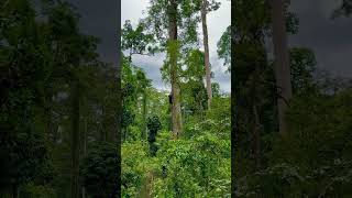 Sun Bear Behaviour | How do sun bears climb down trees | BSBCC