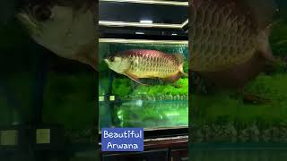 IKAN ARWANA MERAH EMAS YANG CANTIK DAN ANGGUN 👍