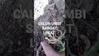 NUTRISI TERCUKUPI CALON UMBI BANYAK HINGGA 8 MANTAP👍