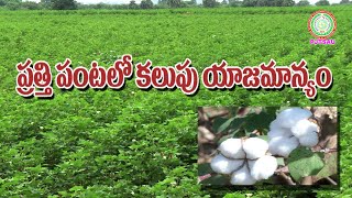 ప్రత్తి పంటలో కలుపు యాజమాన్యం -  Weed management in Cotton II PJTSAU II