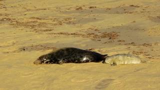 Horsey seals 2016  Norfolk Coast