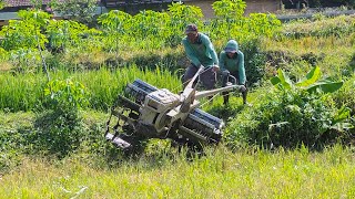 Pindah Lahan Traktor Sawah Langsung Garap 2 Petak Lahan