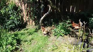 Our Lohmann Brown chickens exploring the garden 25/8/19