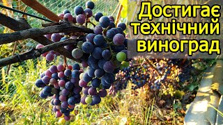 Достигає технічний виноград. Виноград 2020