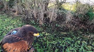 Harris Hawk Falconry #21