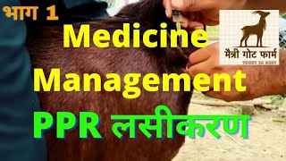 PPR Vaccine in Goats|Maitri Goat Farm Rui Koregaon Satara|Marathi