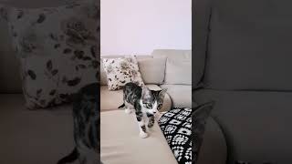 KEDİNİZ BU SESİ DUYUNCA YANINIZA GELİYOR