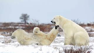 Polar Bears 🐻 Sparring in the Snow