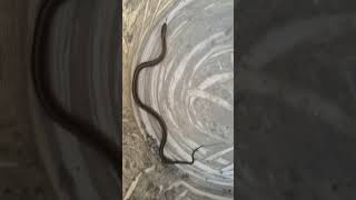 Awesome snake!