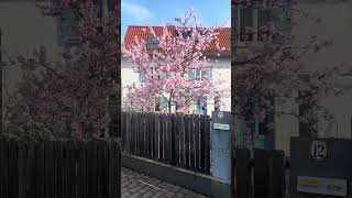 Primăvară. #viral #viralvideo #germany  #funny #nature #love