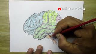 how to draw a simple part of the human brain