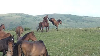 Жеребец не принял в косяк молодую кобылу