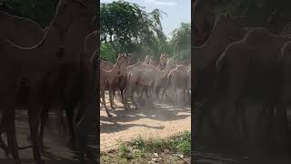 انظر إلى قطيع الإبل. رحم الله الصحراء. قل آمين #camel #animals #desert #camelculture #camellife