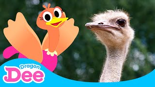 Can a REAL Ostrich Fly?! | Ostrich, Fly or Run? | Learn Animals with Song🎵 | Dragon Dee for Children