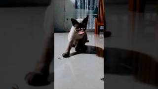 Funny Video 2024 | Cute Cat Videos | Trending Sorts | Bangad Billa | Bhunaa Bilei #video