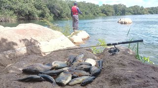 PESCARIA DE PIAU E PACU NO RIO, SÓ FISGAMOS OS BRUTOS. #pescaria #pesca #rio #peixe #natureza