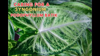 Caring For Syngonium Podophyllum Batik