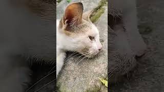 #billi #cat #cats #kitten #petlover #trendingvideo #viralreels #viralvideo #4k #shorts #beral