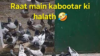 Raat main aese hote hai kabootar mere #kabutar #reelsindia #pigeon