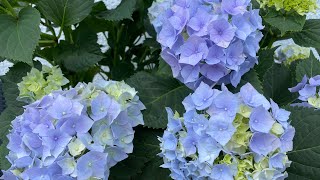 Hortensien im Garten einpflanzen. Details zur Pflege, Pflanzloch, Dünger und Blaufärbung.