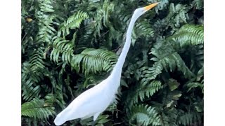 Great White Heron Struts His Stuff in Islamorada