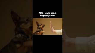 How To Teach a Do To High Five? #Funny video#dog/animal#beautifulanimalmoment#